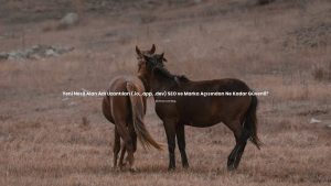 Yeni Nesil Alan Adı Uzantıları (.io, .app, .dev) SEO ve Marka Açısından Ne Kadar Güvenli?